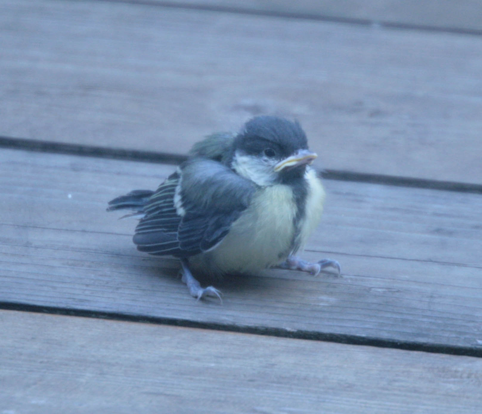 coal tit- chick- the muse- photographed by justin bere_0.jpg